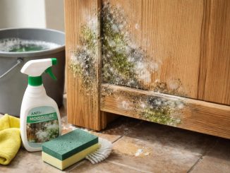 découvrez comment identifier la moisissure sur vos meubles en bois et apprenez les méthodes efficaces pour la traiter et prévenir sa réapparition.