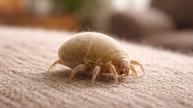 découvrez comment identifier et se débarrasser des mites de la poussière dans votre maison pour préserver un environnement sain et propre.