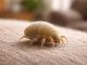 découvrez comment identifier et se débarrasser des mites de la poussière dans votre maison pour préserver un environnement sain et propre.